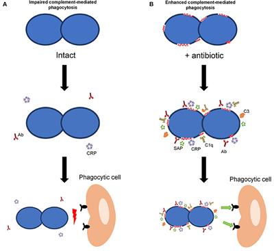 Combination of Antibodies and Antibiotics as a Promising Strategy Against Multidrug-Resistant Pathogens of the Respiratory Tract